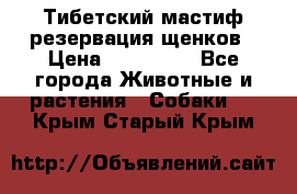 Тибетский мастиф резервация щенков › Цена ­ 100 000 - Все города Животные и растения » Собаки   . Крым,Старый Крым